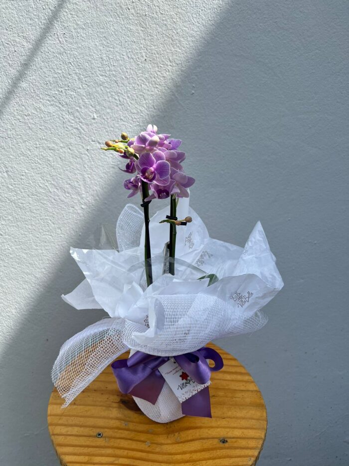 Mini Orquídea
