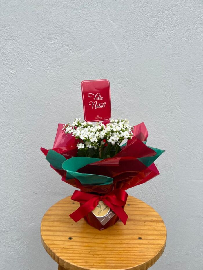Kalanchoê especial de Natal