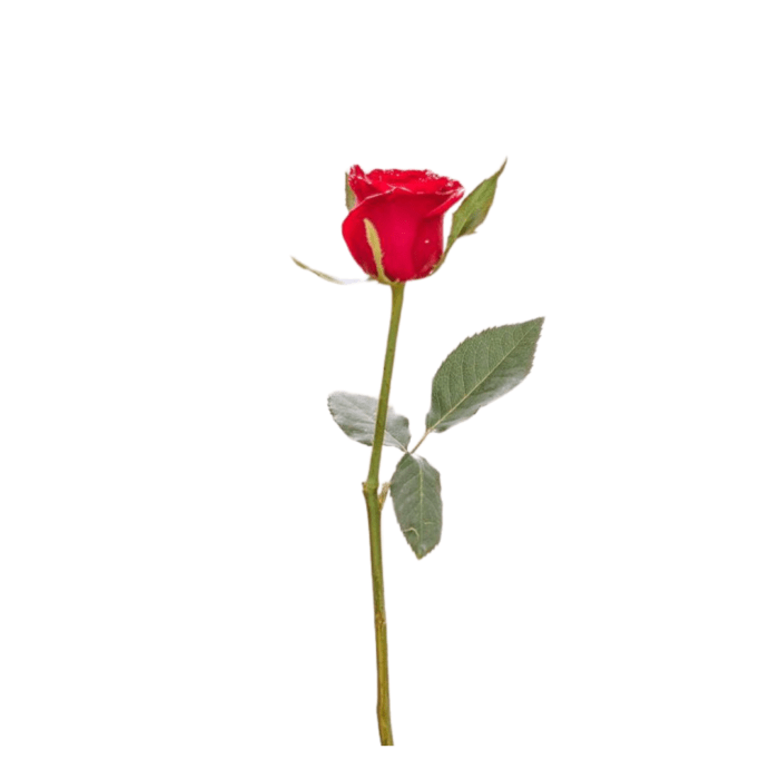 Rosa unitária