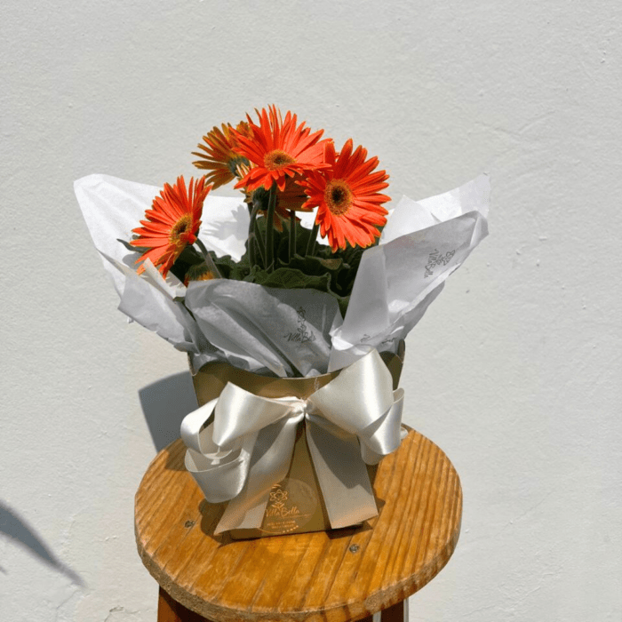 Gérberas (Vaso)